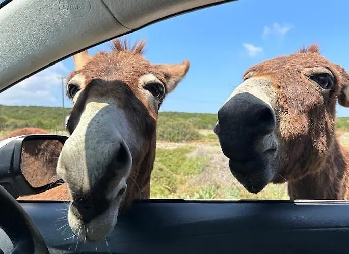 Villa Med Privat Saltvannsbasseng Pa Dejablue Kalogrea